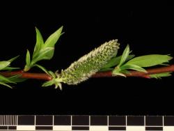 Salix daphnoides. Female catkin.
 Image: D. Glenny © Landcare Research 2020 CC BY 4.0